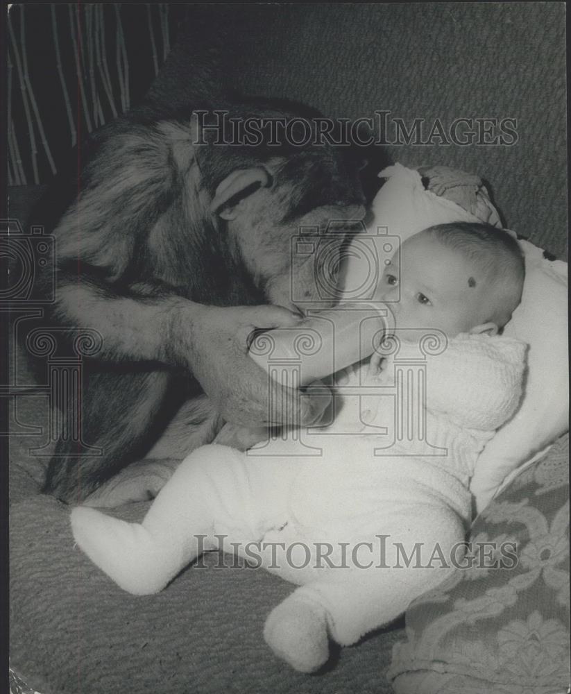 Press Photo Alan Clews and Rosie, a five-year-old chimpanzee - Historic Images