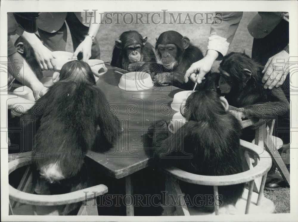 1959 Press Photo Chimps Rehearse Their Tea Party - At London Zoo - Historic Images