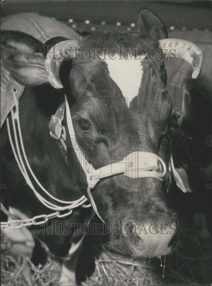 1962 Press Photo Cow Enters Beauty Contest - Historic Images