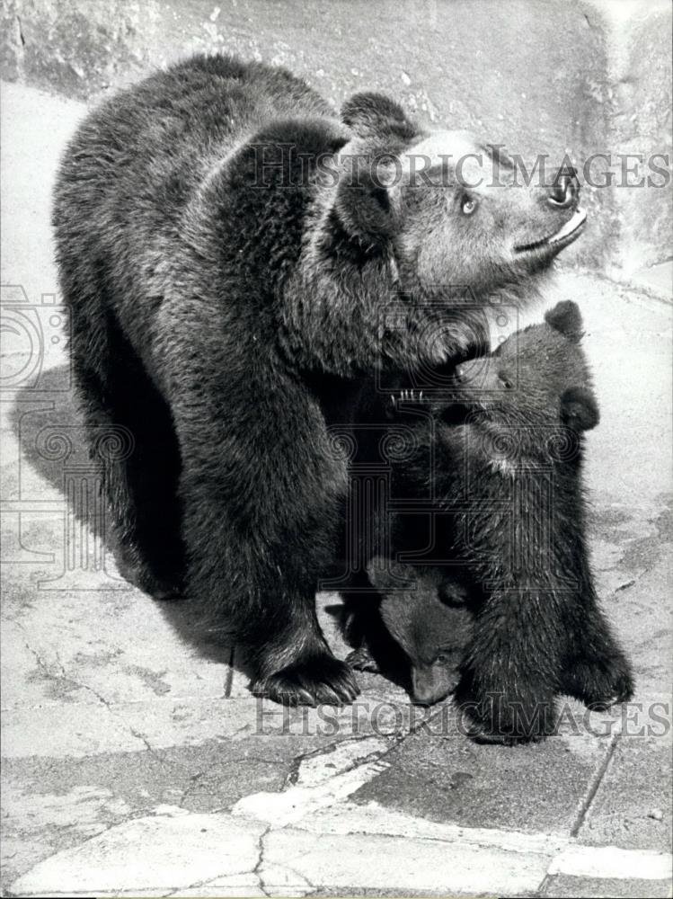 1974 Press Photo Little Brown Bear In Their First Open Air Performance - Historic Images