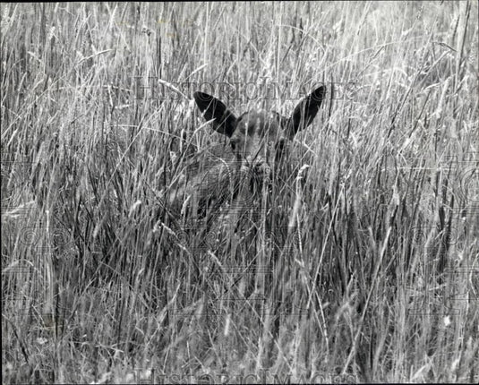 Press Photo Petworth House, Sussex Deer - Historic Images