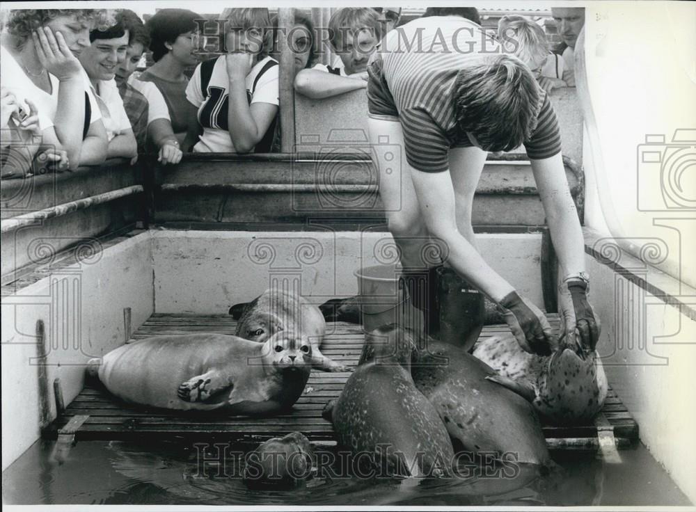 Press Photo Seal breeding-station in Busum - Historic Images