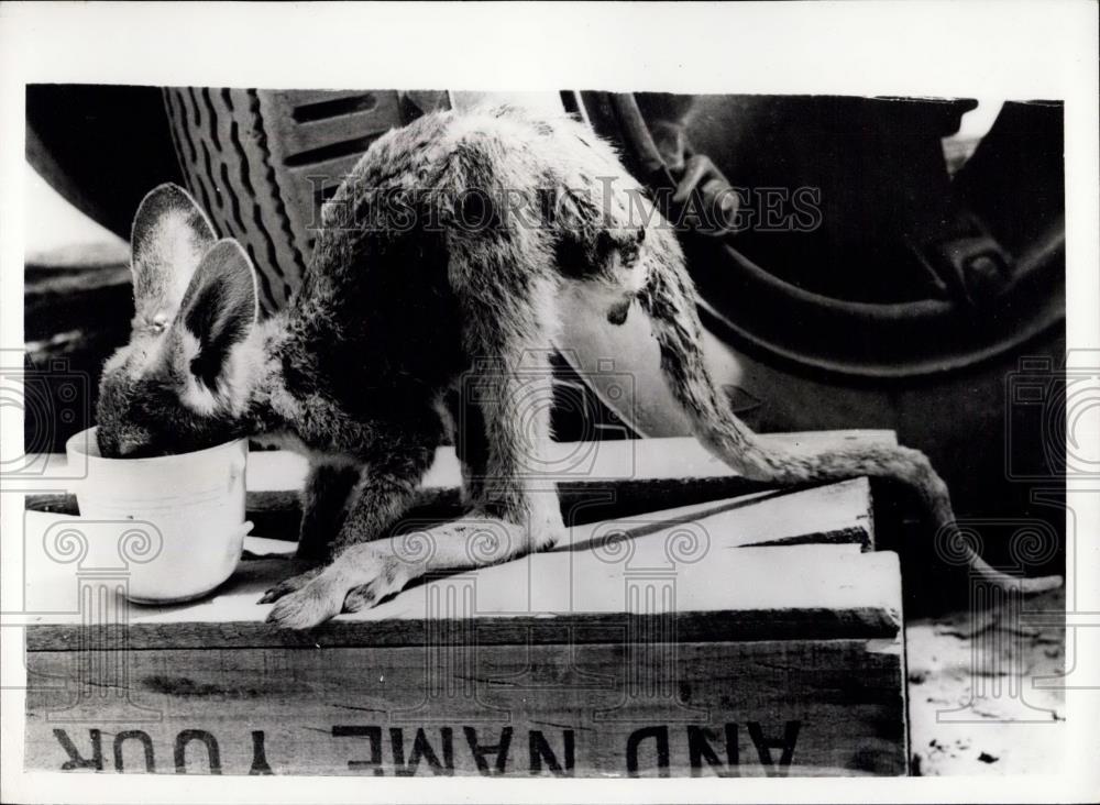 1957 Press Photo Baby kangaroo near Adelaide. - Historic Images