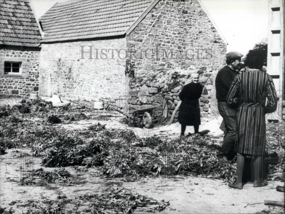 1965 Press Photo Breton Farmers Destroy Artichoke Plants - Historic Images