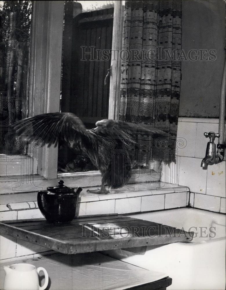 Press Photo Exit a guilty duck in a flurry of feather - Historic Images