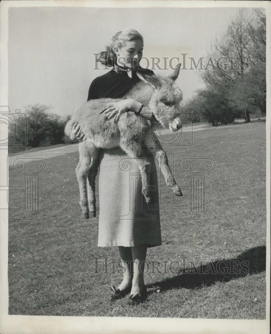 Press PhotoT he Pigmy DonkeyÃ¢â¬Â¦Latest Pet for the Whipsnade Zoo.. - Historic Images