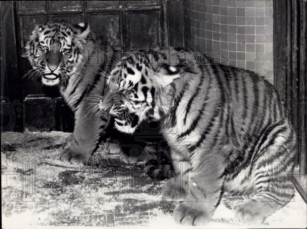 1963 Press Photo Zoological garden in Paris ,two new tigers - Historic Images