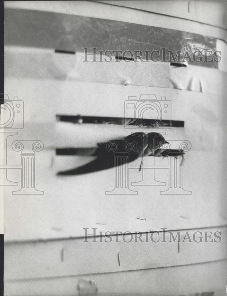 1974 Press Photo Swallows Packed In Warm Boxes Transported By Train - Historic Images