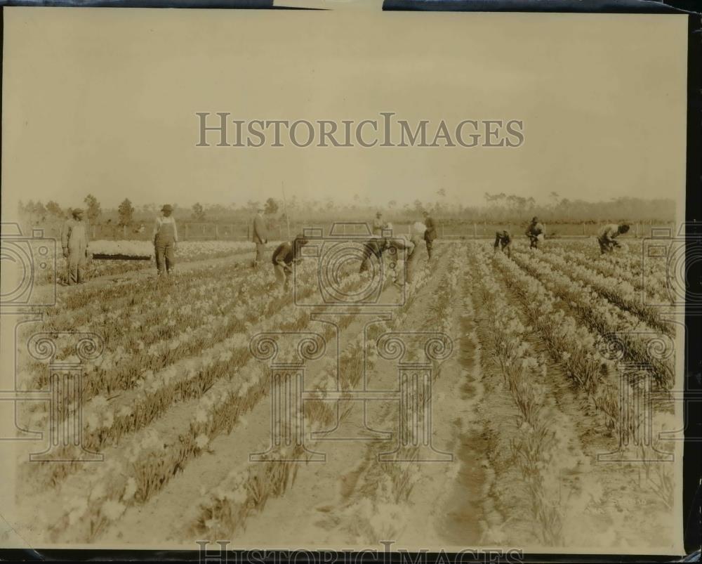 1927 Press Photo Bulb field near Dayton, Fla during Holland's bulbs importation - Historic Images