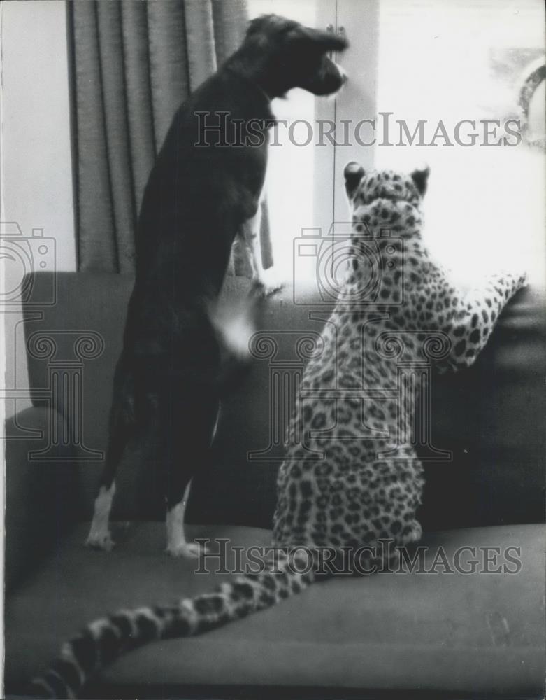 Press Photo Michael the leopard and Sheba the dog - Historic Images