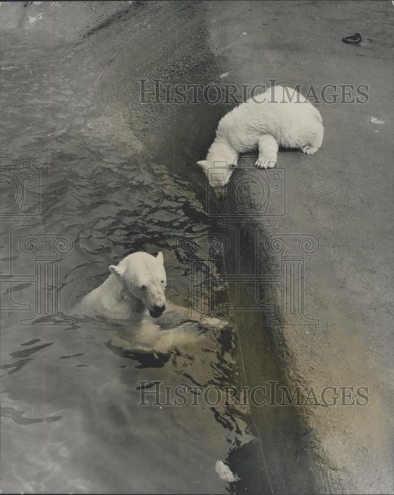 1971 Press Photo Polar bears in London zoo - Historic Images