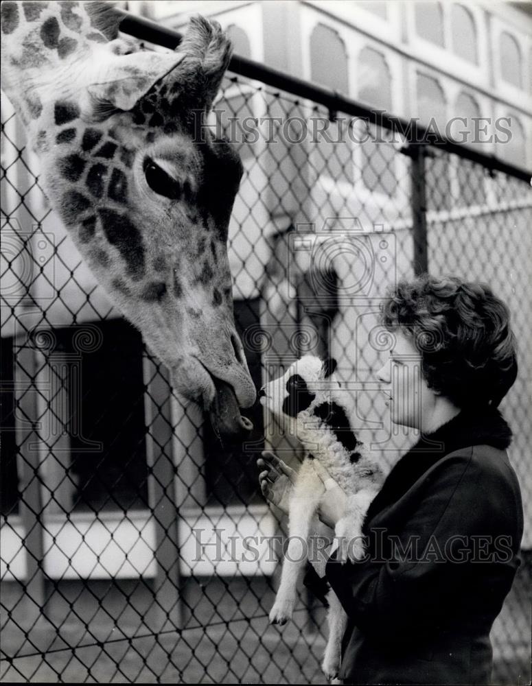 Press Photo Newborn Lamb and giraffe with Mrs. Claire - Historic Images