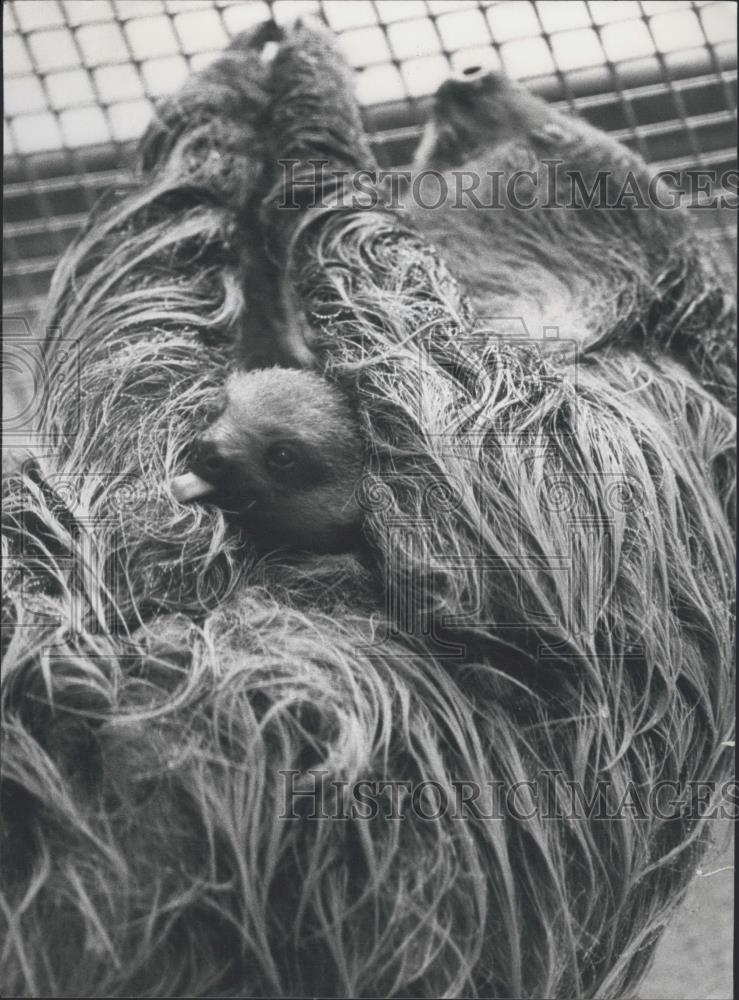 1991 Press Photo A baby Sloth - Historic Images