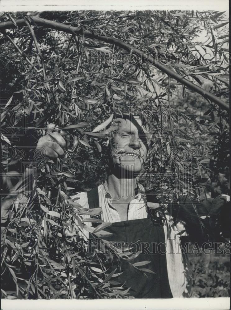 Press Photo Frank Gunnell in willow trees at his home - Historic Images