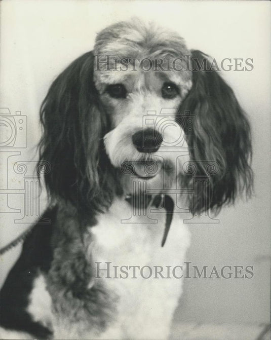 1972 Press Photo "Toby" - a cross between a spaniel and poodle - - Historic Images