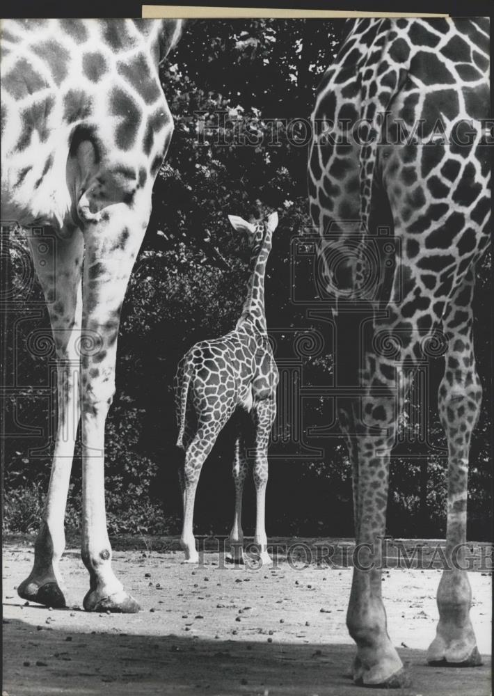 1968 Press Photo Giraffes - Historic Images