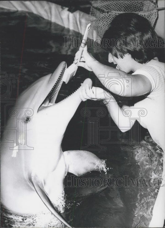 1971 Press Photo Dolphine "Mopsy" is training for his Oktoberfest appearance - Historic Images