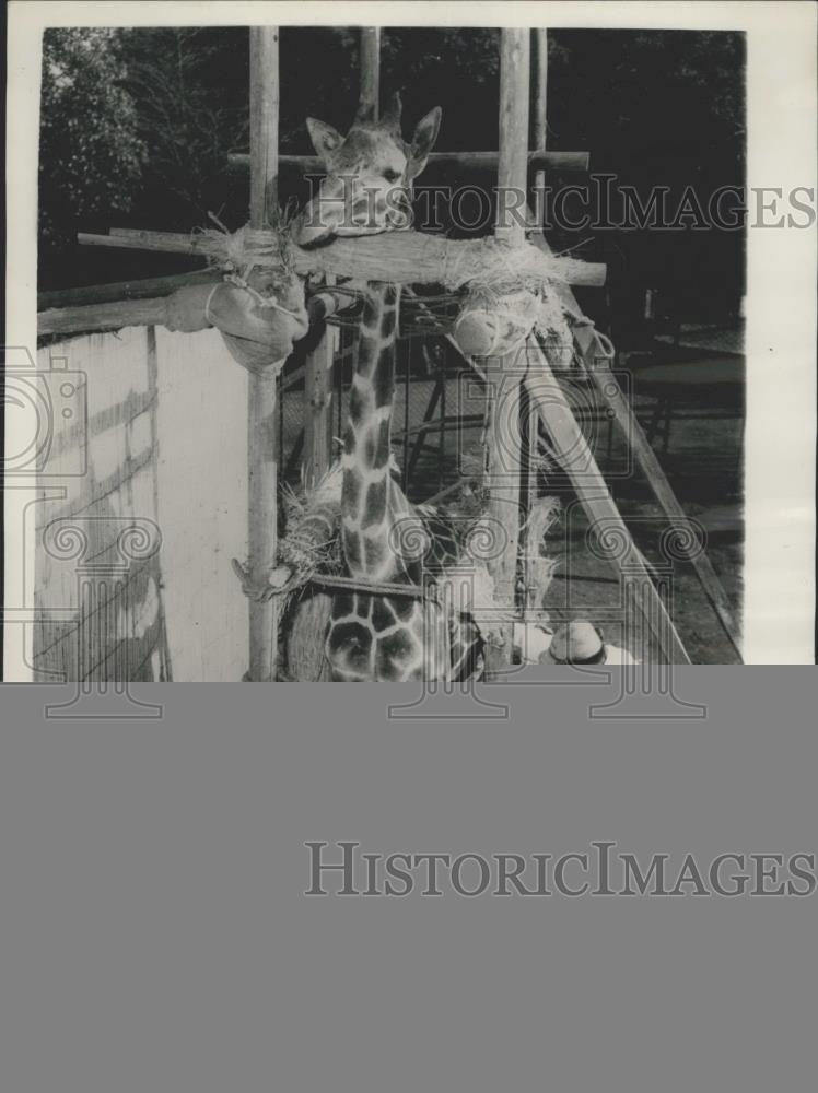 1957 Press Photo Taking care of Nagako in Yokohama Zoo - Historic Images