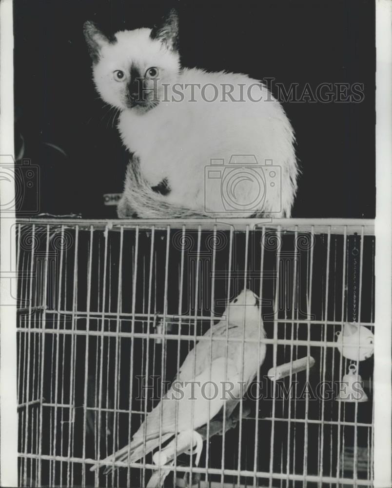 Press Photo Squarky, the parrot looks up apprehensively at Scruffy the cat, - Historic Images