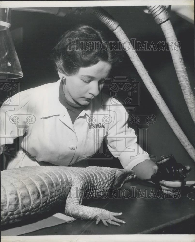 Press Photo Miss Helen Smith X-raying an Alligator - Historic Images