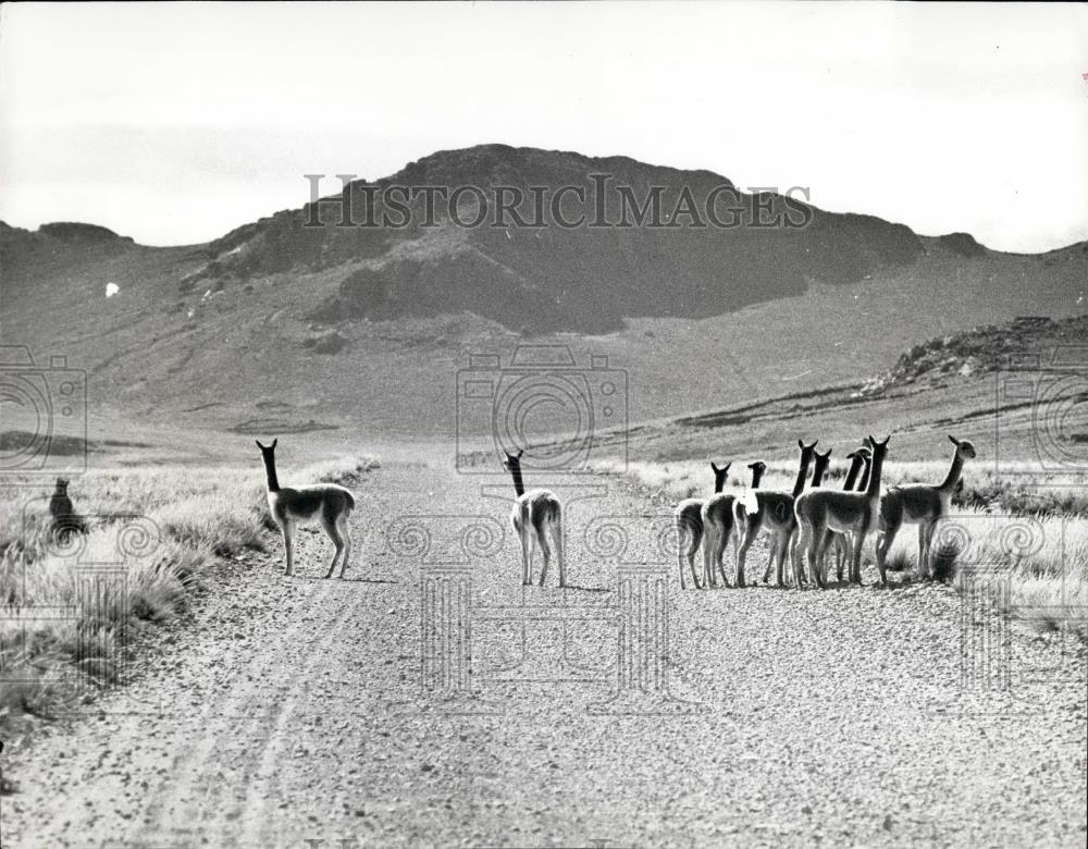 Press Photo Vicuna in its natural habitat in Andes mtns - Historic Images