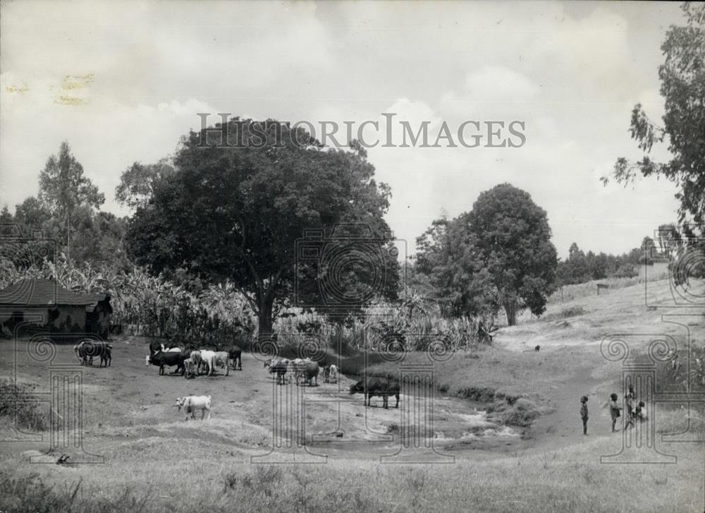 Press Photo Kikuyu Children watch cattle at a water hole at Kiambu - Historic Images