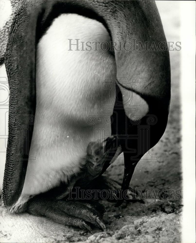 1967 Press Photo Baby King Penguin gets fed - Historic Images