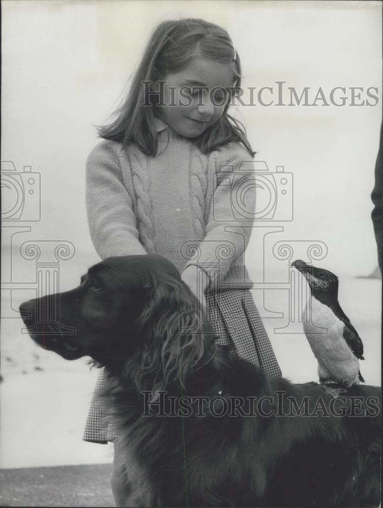 1968 Press Photo "Prosper" the penguin on dogs back and Michaela Le Biahn - Historic Images