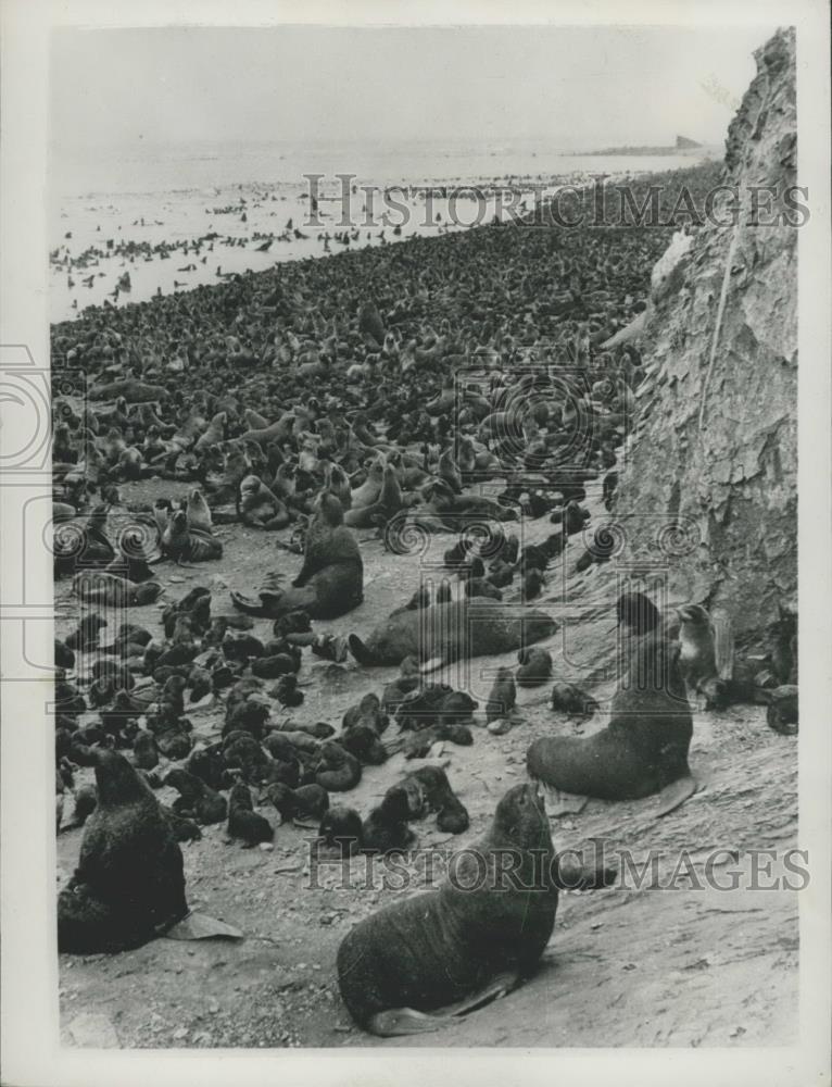 1955 Press Photo Seal Rookery, Tyuleny Island, Sea of Okhotsk, Russia - Historic Images