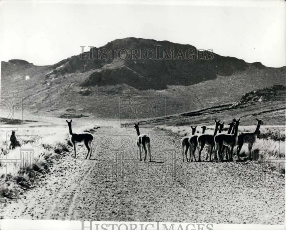 Press Photo Vicunas in the Andes - Historic Images