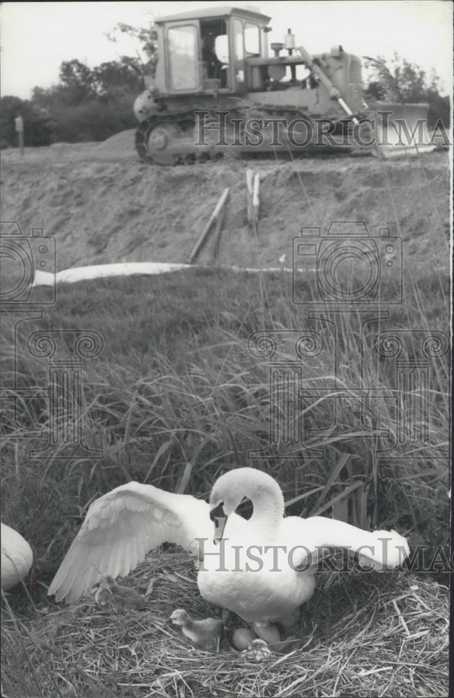 1980 Press Photo Nesting Swan holds up a motorway construction crew - Historic Images