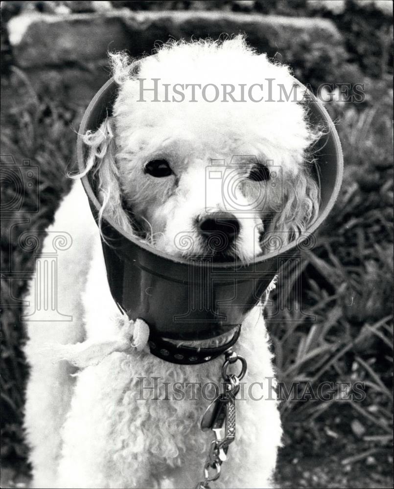 Press Photo Toy Poodle - Historic Images