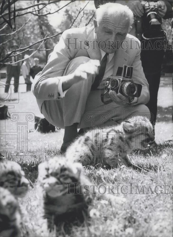 1967 Press Photo FrankfurtÃ¢â¬s Zoo two Amurleopards cats - Historic Images