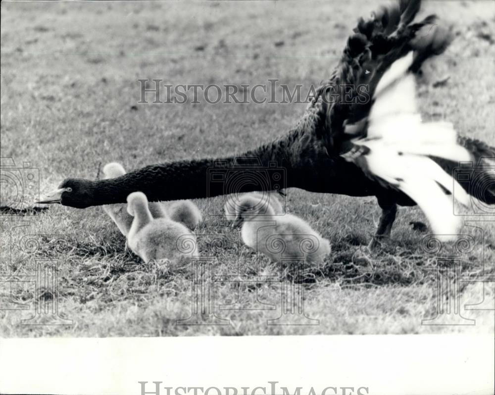 Press Photo Black Swan, Cygnets - Historic Images