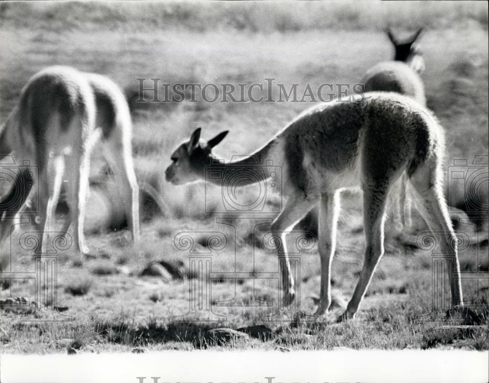 Press Photo Vicuna in the Andes - Historic Images