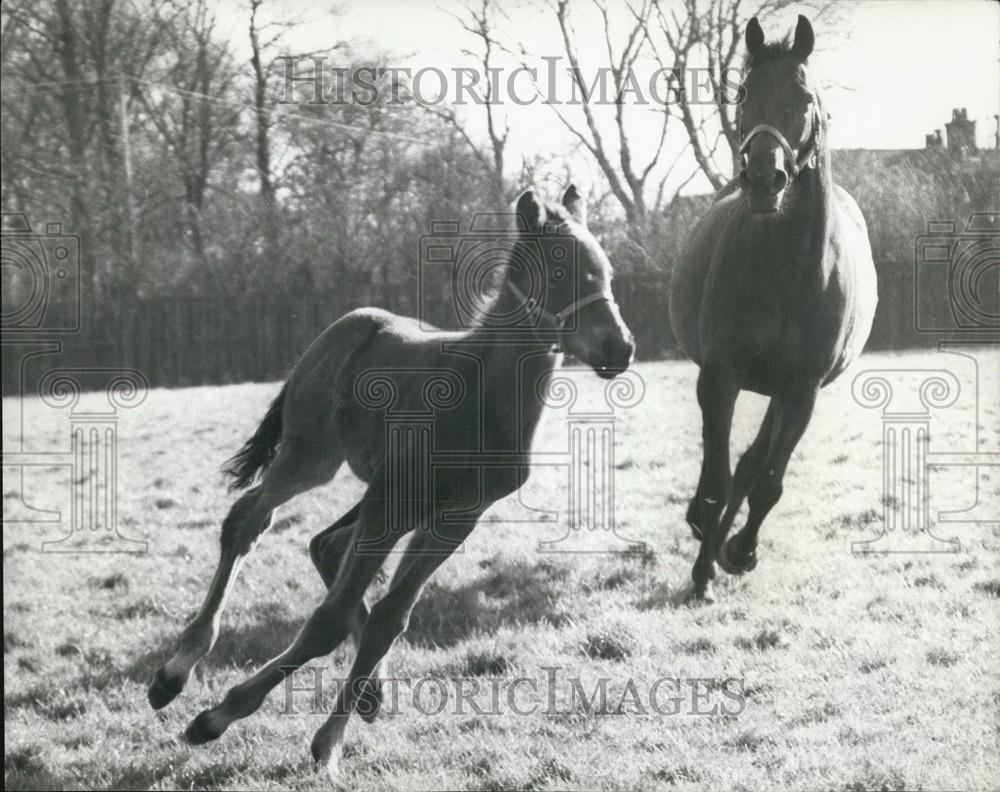 Press Photo A Horse And A Young Foal - Historic Images