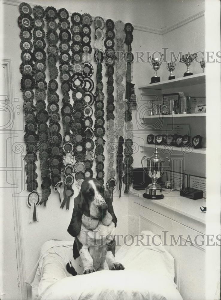 Press Photo &quot;Tolly&#39;, the Basset hound and all his awards - Historic Images