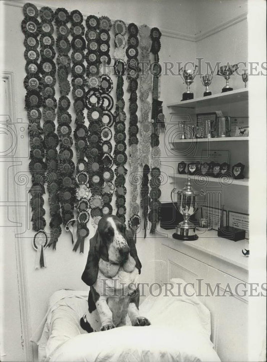 Press Photo "Tolly', the Basset hound and all his awards - Historic Images