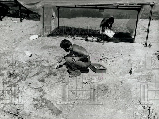 Press Photo Plateosaurus, has been found at Fricktal,Switzerland - Historic Images