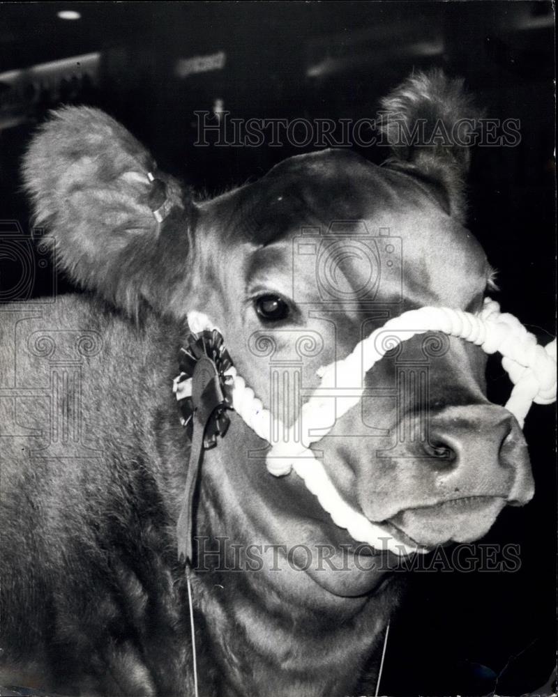 1975 Press Photo Lulu the cross-bred heifer wins Supreme Champion at Earls Court - Historic Images