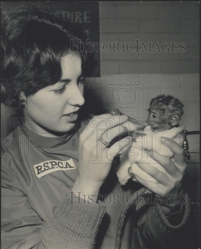 1966 Press Photo 'Jingles: the new-born monkey is fed at R.S.P.C.A.. clinic - Historic Images
