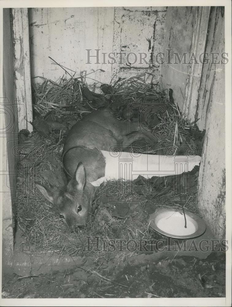 Press Photo Roe deerat ASCPA,hurt legs being cared for - Historic Images