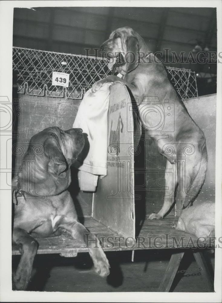 1962 Press Photo Cruft&#39;s Dog Show ,bloodhounds - Historic Images