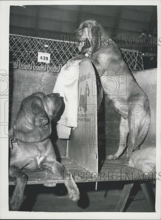 1962 Press Photo Cruft's Dog Show ,bloodhounds - Historic Images