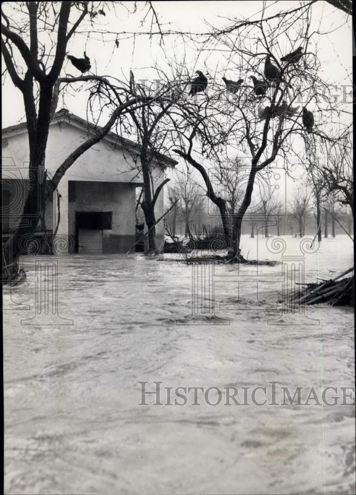 1952 Press Photo Campsanto Modena Floods 1.200 acres by Panaro River - Historic Images