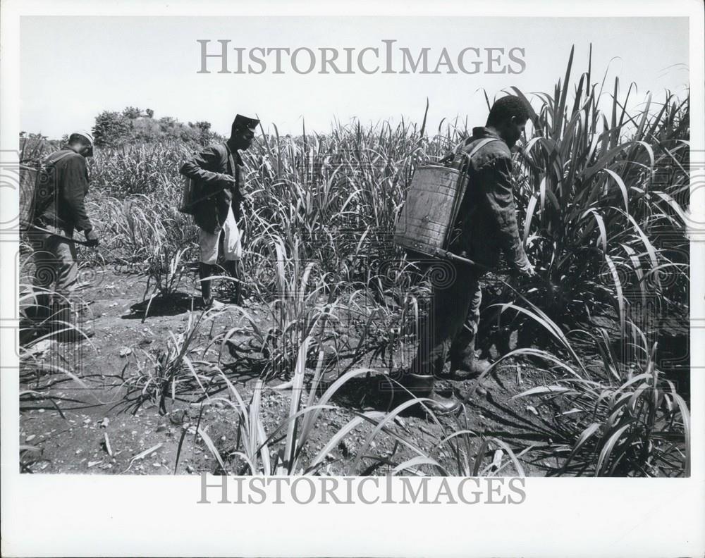 Press Photo Sugar Cane workers from Haiti working at the Haina sugar plantations - Historic Images