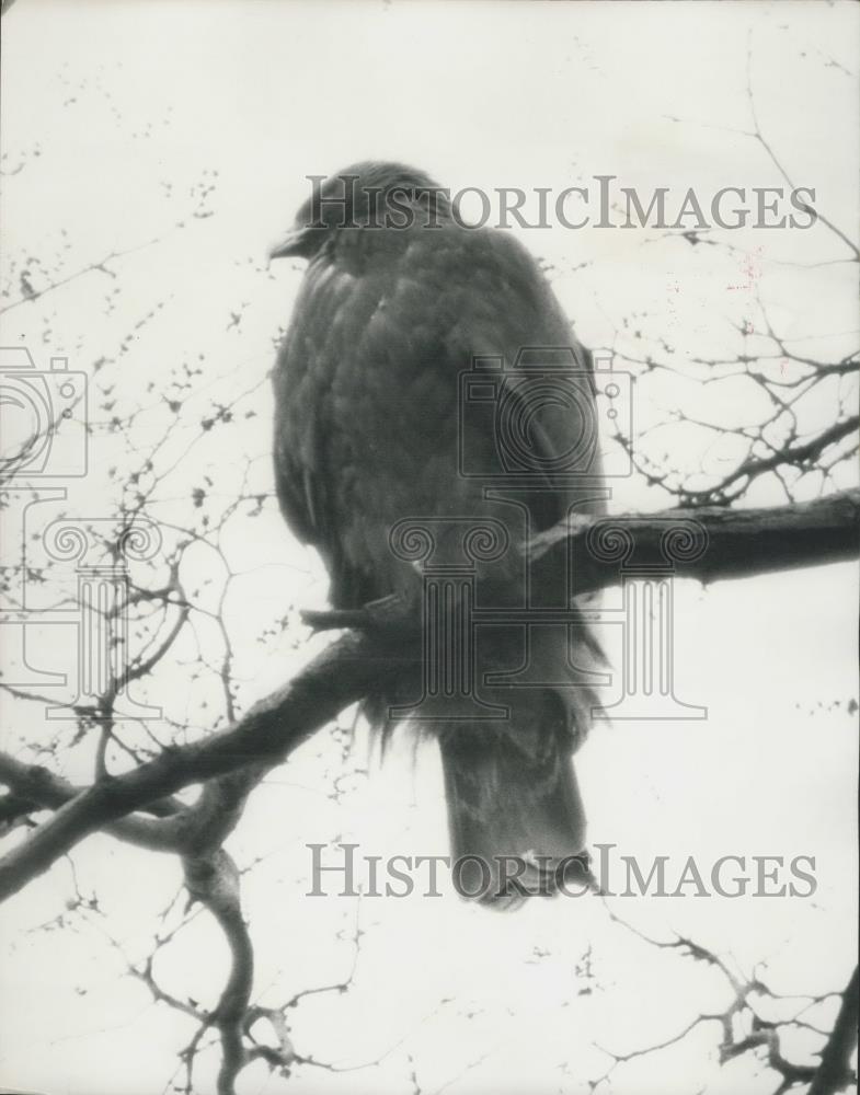 1965 Press Photo Golden Eagle, London Zoo - Historic Images