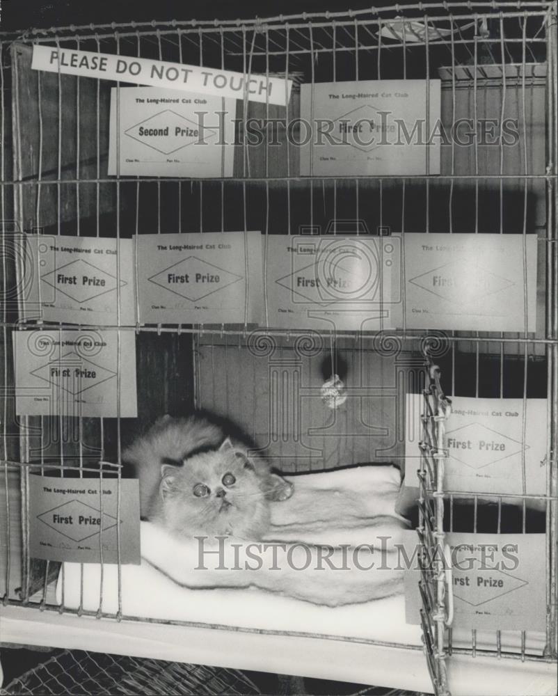 1972 Press Photo Female Blue Persian "Brizlee Loule Lou" at cat show - Historic Images