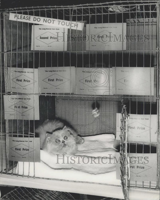 1972 Press Photo Female Blue Persian "Brizlee Loule Lou" at cat show - Historic Images