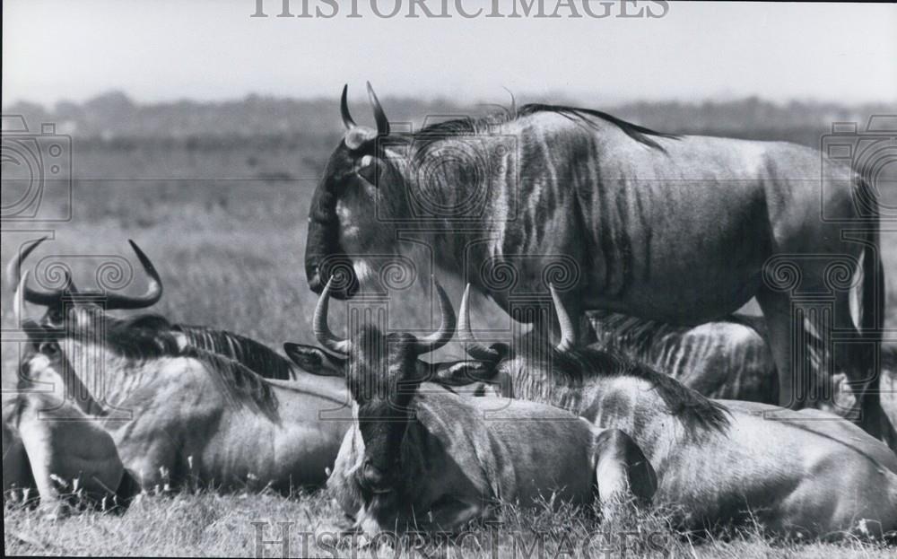 Press Photo Wilder Beasts, Uganda - Historic Images